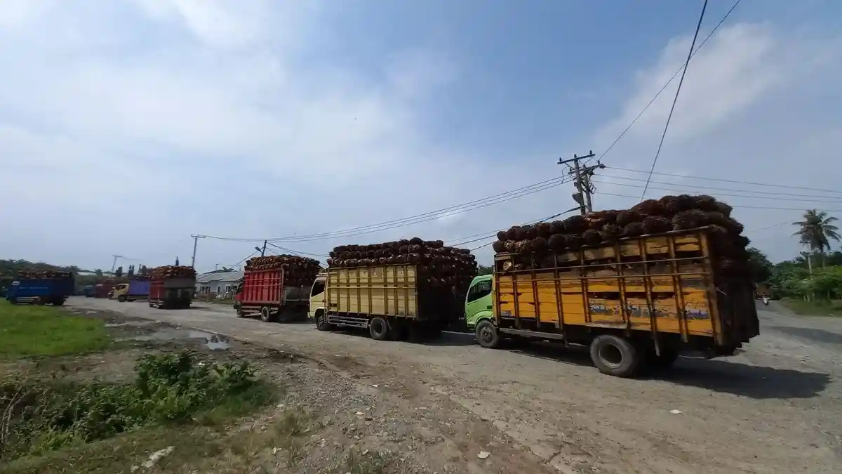 Naik Sebentar, Harga TBS Sawit di Bengkulu Selatan dan Kaur Turun Lagi