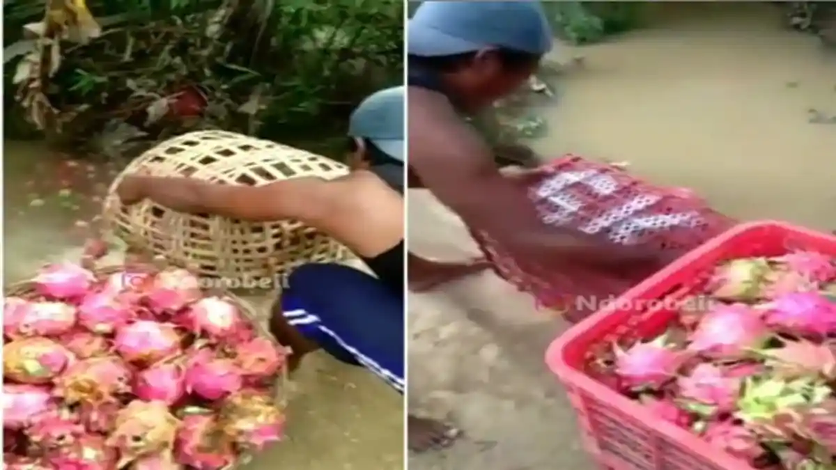 Viral Aksi Seorang Pria Buang Buah Naga ke Comberan Keruh, Benarkah Karena Rugi ?