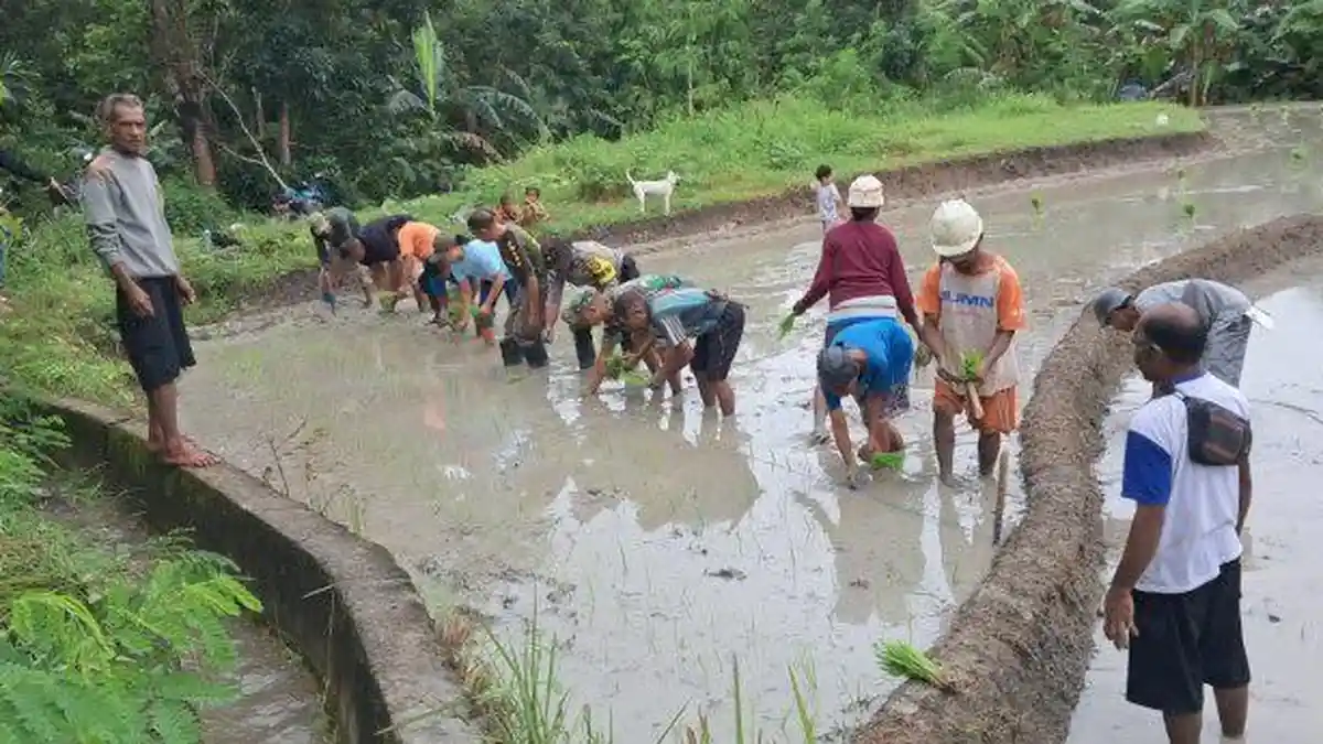 Kelompok Tani Getsemani Mere Desa Tumbaun Optimalkan Lahan Sawah Dukung Swasembada Pangan 