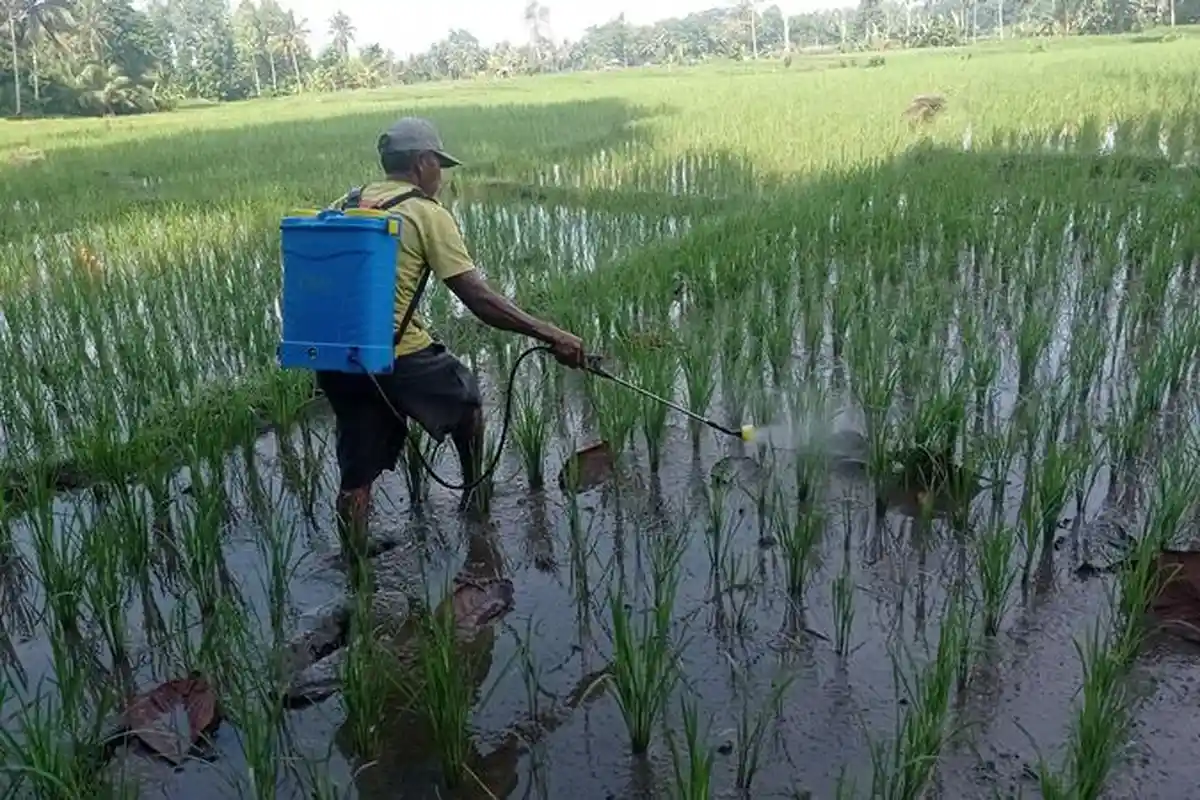 4 Kecamatan di Tanggamus Berpeluang Alami Kekeringan saat El Nino Ekstrem