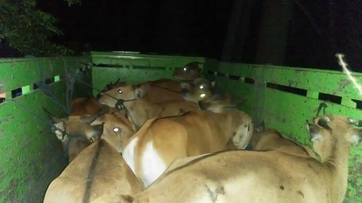 Heboh, Petani Ini Sanggup Curi dan Selundupkan 92 Ekor Sapi, Ditangkap Polisi NTB