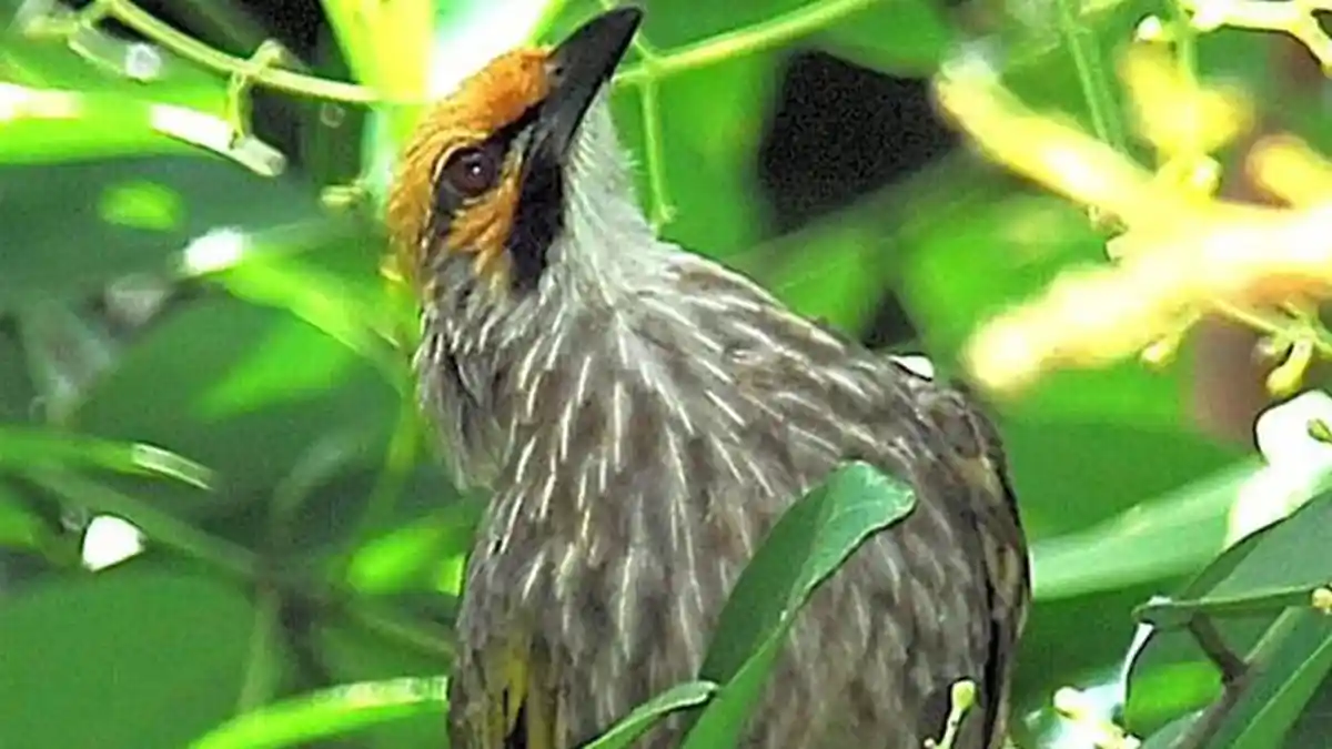Cucak Rawa dan 4 Jenis Burung Tak Lagi Dilindungi, Kontroversi Mencuat