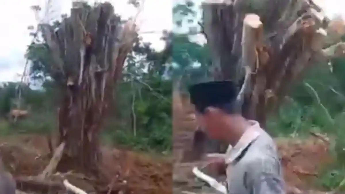 Viral Video Pohon yang Ditebang di Daerah Kuburan Ini Berdiri dengan Sendirinya, Netizen Heboh