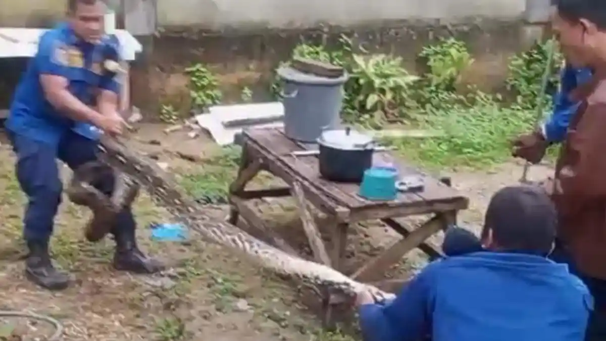 Petugas Damkar Batanghari Evakuasi Ular Sanca Besar dari Rumah Warga