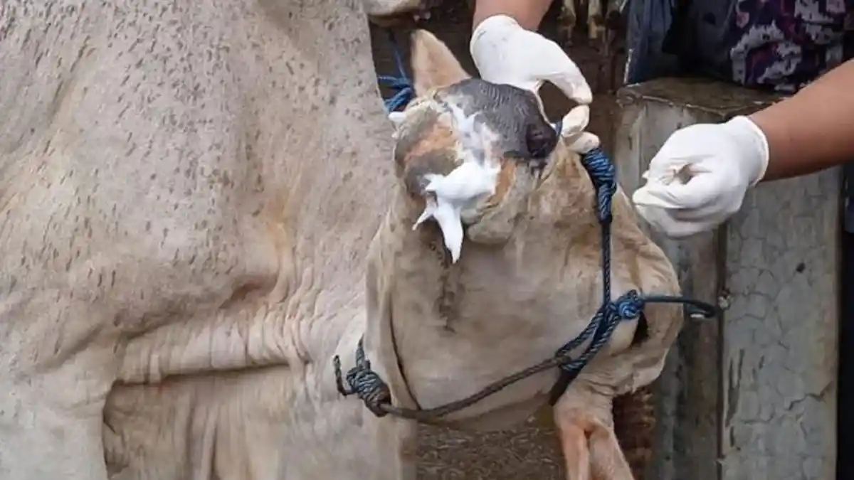 201 Sapi Terjangkit Penyakit Mulut dan Kuku di Sragen, 5 Ekor Mati