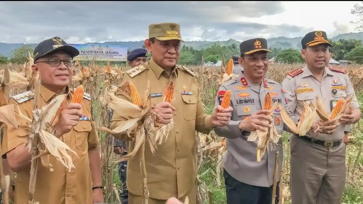 Informasi untuk Petani Gorontalo, Jagung Tak Harus Super Kering, Harga Rp 5–6 Ribu per Kg