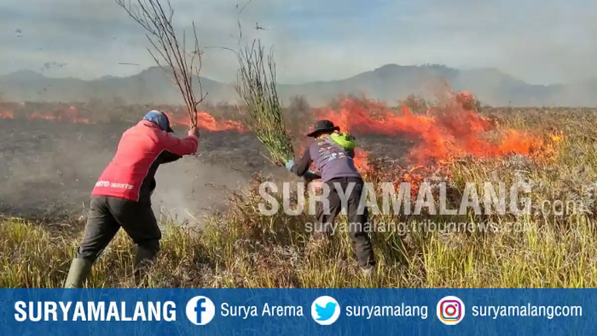 Kawasan Taman Nasional Bromo Tengger Semeru Kebakaran, Relawan Langsung Berjuang Memadamkan