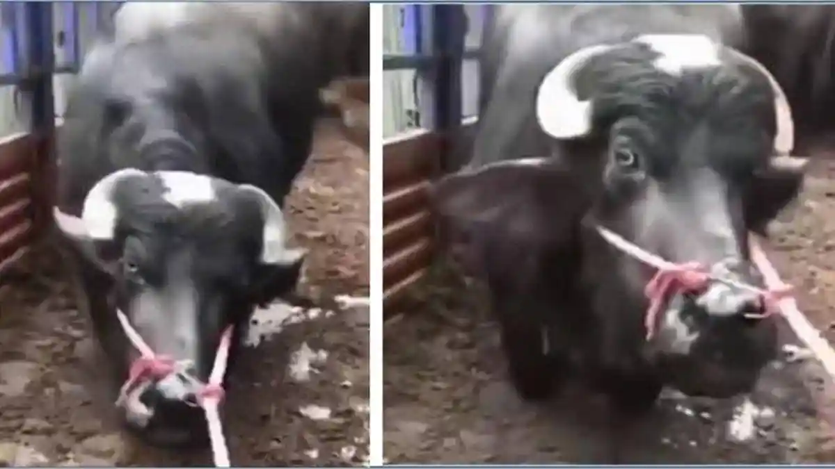 Sapi Bunting Mengeluarkan Air Mata Berlutut di Rumah Jagal, Batal Dipotong Berkat Seorang Dermawan