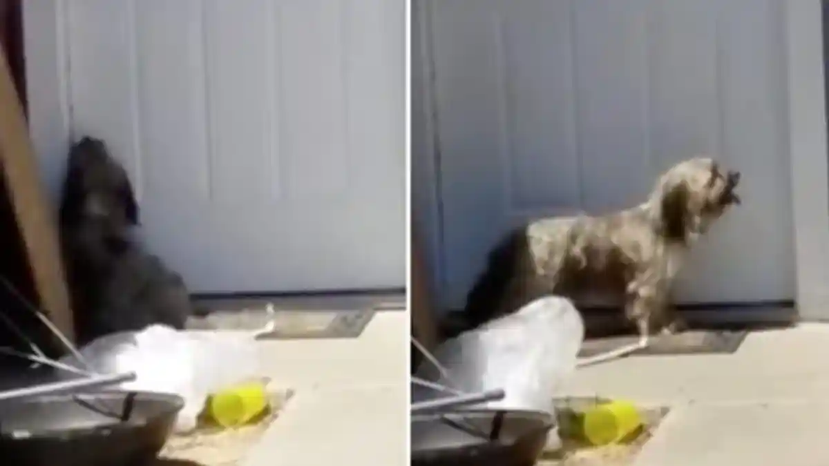 Pemiliknya Pindah, Anjing ini Ditinggal Sendirian Sampai Meraung-raung, Hingga Ada Tetangga Datang