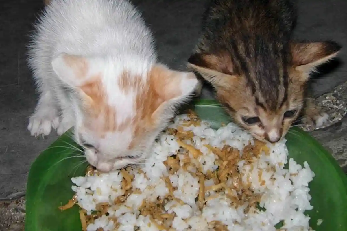 Kisah Pengemis Renta yang Selalu Kumpulkan Nasi Bekas untuk Beri Makan Anak Kucing