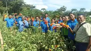 Panen-tomat-Prodi-TPH-Politani-Negeri-Kupang.jpg