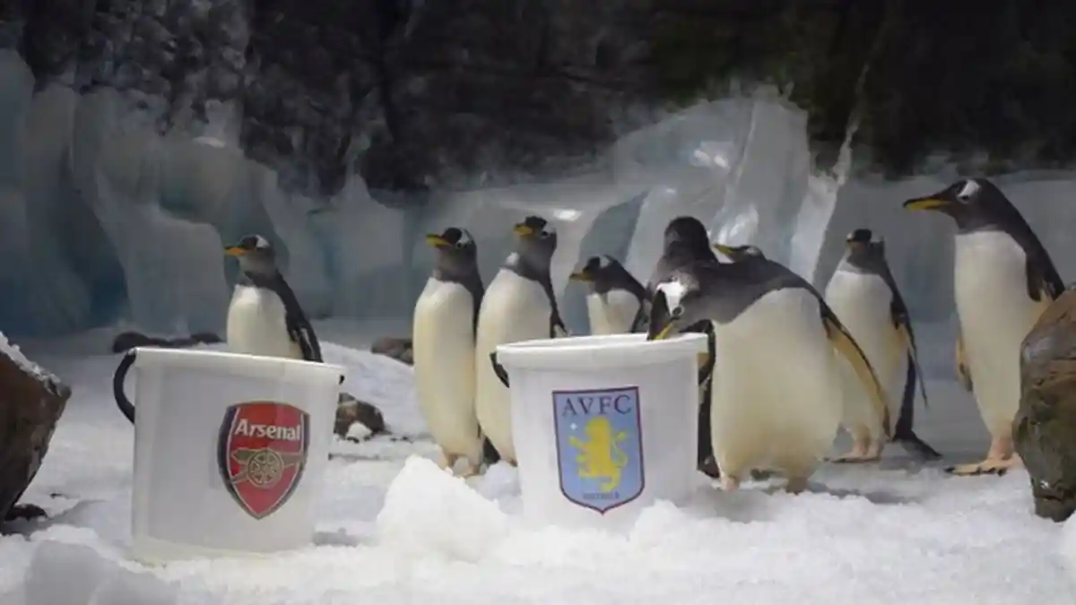 Pinguin Bernama Ginny Ini Meramal Aston Villa Juara Piala FA