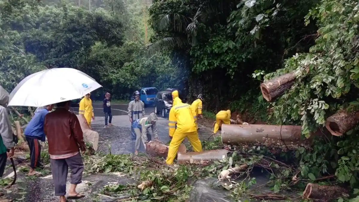 Pohon Tumbang di Gunung Kulu Tutupi Badan Jalan Banda Aceh - Calang