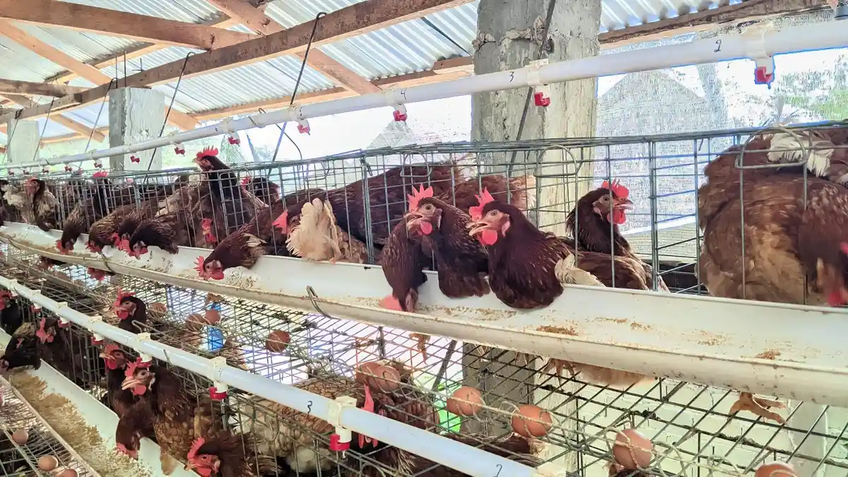 Polemik Kandang Ayam Tenilo Gorontalo, Keputusan DPRD Tak Hentikan Aktivitas