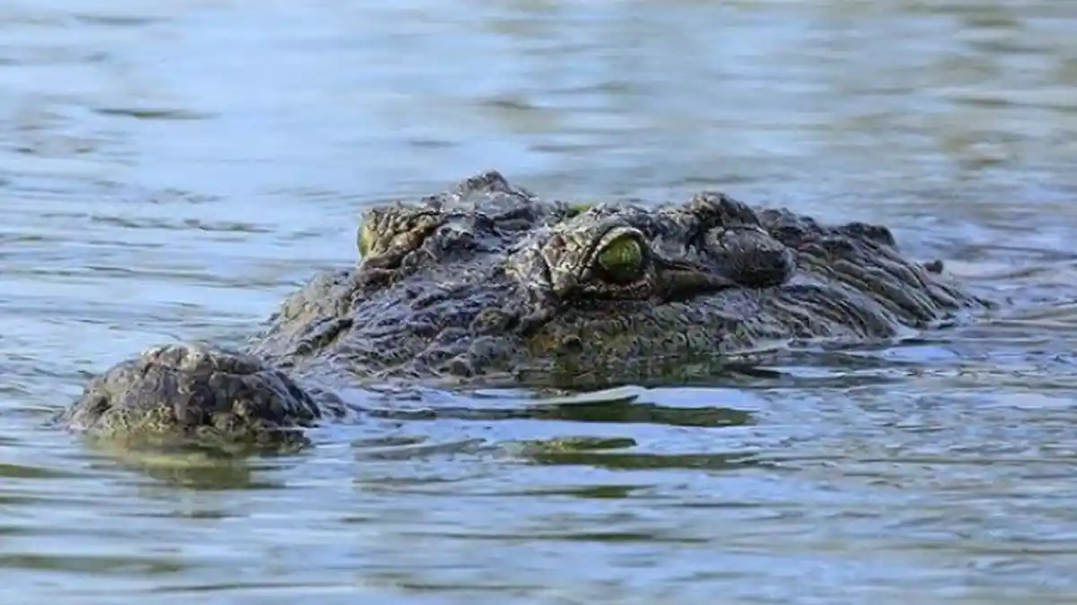 Warga Resah dengan Kemunculan Buaya Besar di Krueng Meureubo Aceh Barat