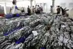 Aktivitas Pelelangan Ikan Muara Angke