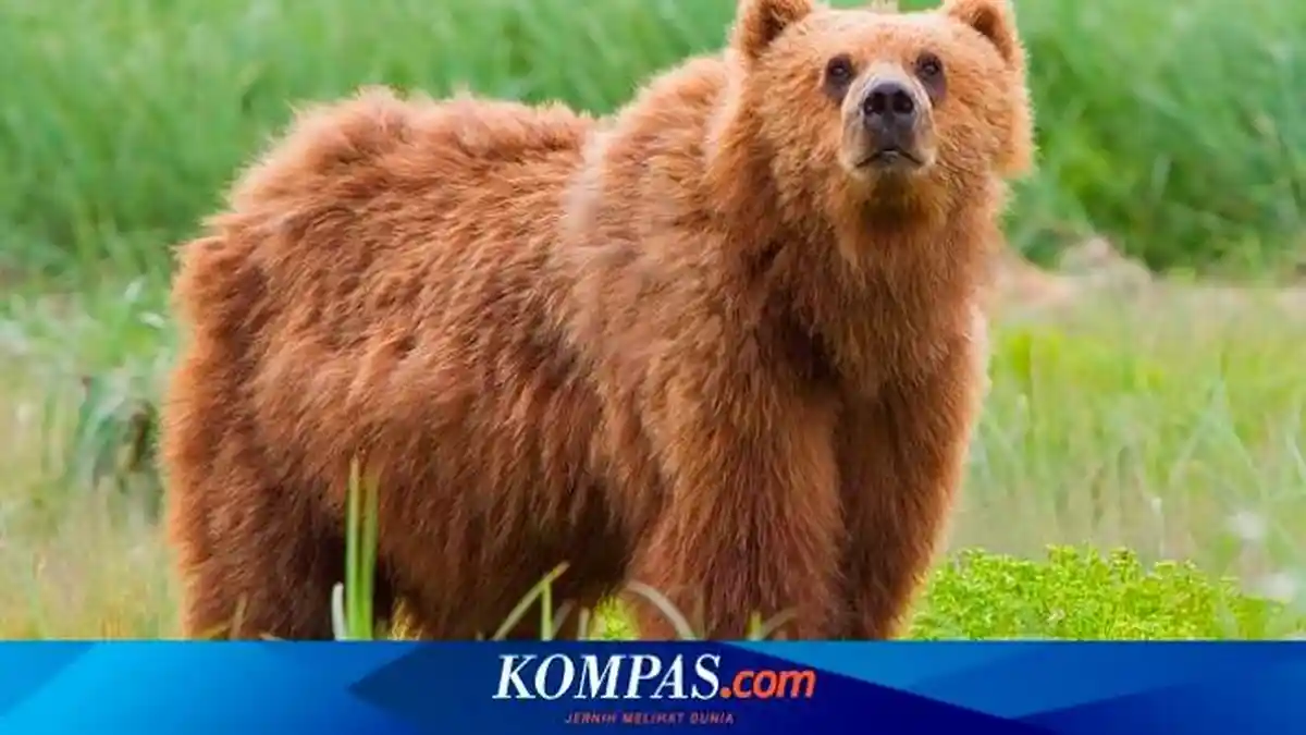 Pemburu Ditemukan Tewas, Diduga Diserang Beruang Cokelat di Alaska