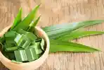manfaat-daun-pandan.jpg