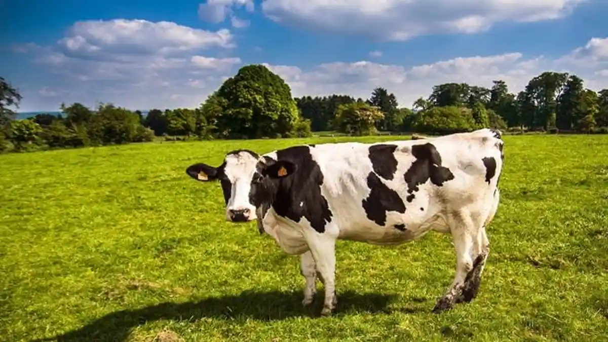 Jawaban Pelatihan Calon Pengawas Jaminan Produk Halal, Titik Kritis Kehalalan Penyembelihan Hewan