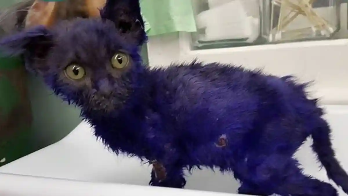 VIDEO: Diumpankan ke Anjing, Anak Kucing Disiksa Majikan dan Dicat Biru