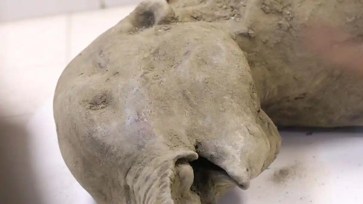 Mumi Bayi Mammoth Yana Ditemukan Utuh di Lapisan Es Abadi di Rusia