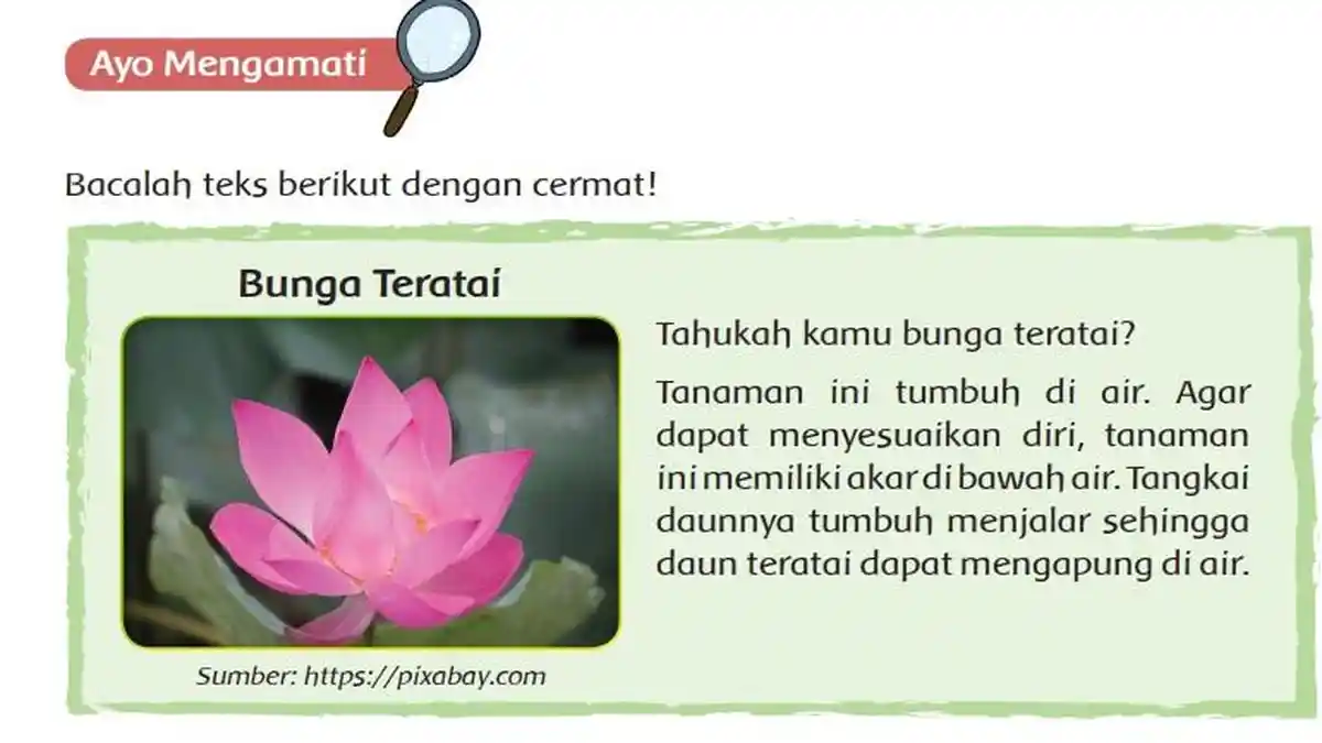 Kunci Jawaban Tema 2 Kelas 6 Halaman 1 2 3 4 5 6, Subtema 1 Pembelajaran 1: Teks Bunga Teratai