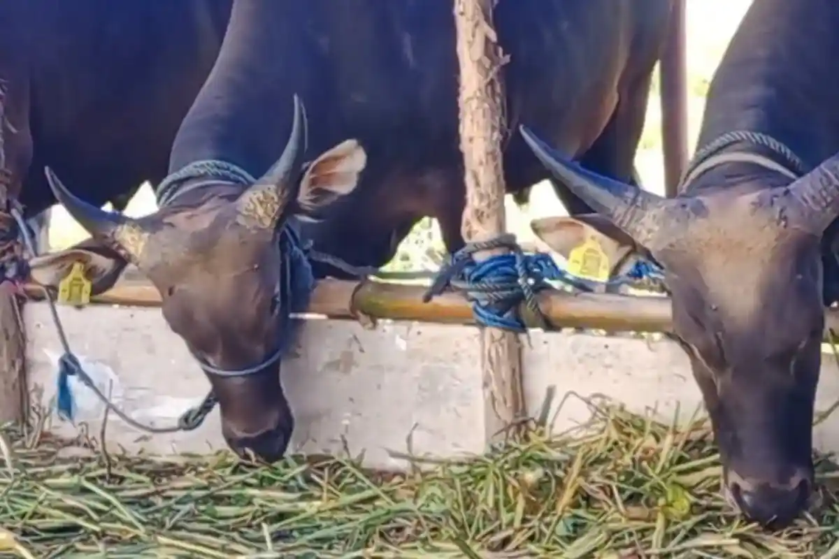 Cara Pemprov Kaltim Cegah Penyakit Mulut dan Kuku pada Sapi Kurban Idul Adha 2023