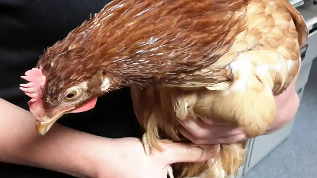 Sering Dianggap Binatang yang Bodoh, Ayam Ternyata Punya Sisi Ini Menurut Peneliti