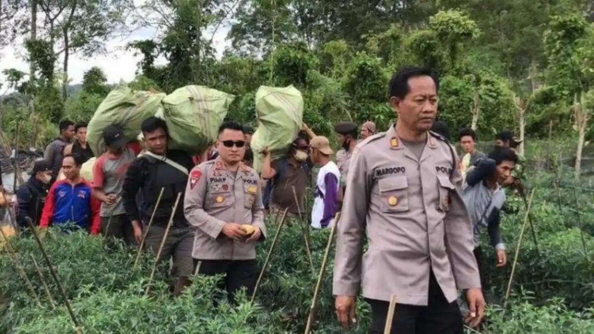 Beralasan Usir Hama, Oknum Guru Tanam Ganja, Lalu Apa Hukumannya?