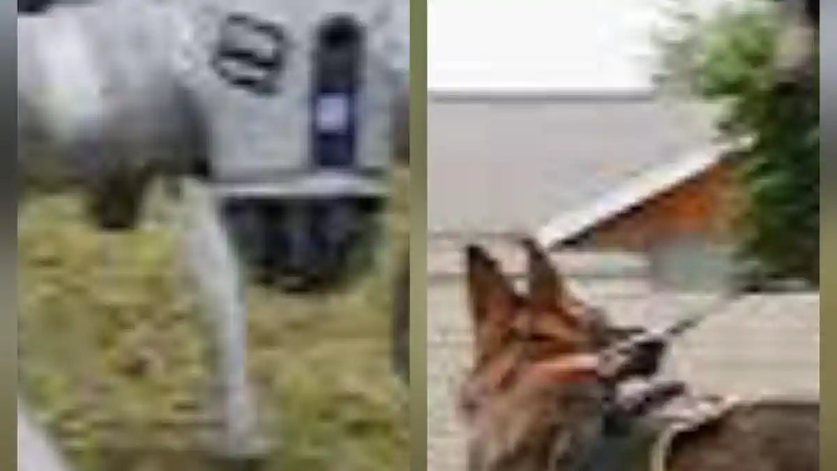 4 Perbandingan Robot Anjing Polisi dan Anjing Pelacak Detasemen K-9 Polri, Lebih Baik Mana?