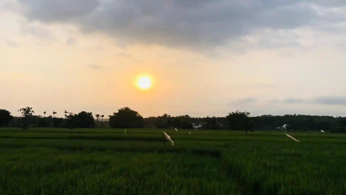 Menikmati Sunset Sawah Kasihan Bantul Sambil Ngopi, Dijamin Betah