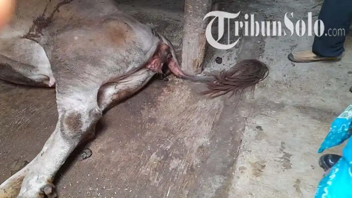 Bikin Geger di Mondokan Sragen, Sapi-sapi yang Siap Jual Malah Mati Mendadak, Padahal Mau Lebaran