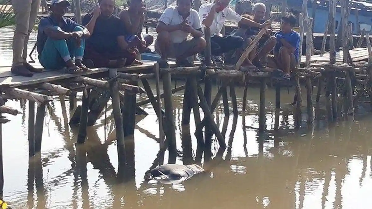 BREAKING NEWS: Mayat Mengapung di Sungai Pangkalarang Pangkalpinang