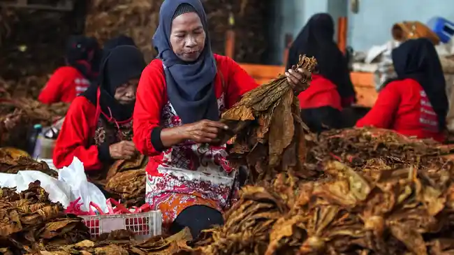 Penerimaan Hasil Tembakau untuk Jawa Timur Tinggi, Pasal Tembakau di PP 28/2024 Dapat Sorotan