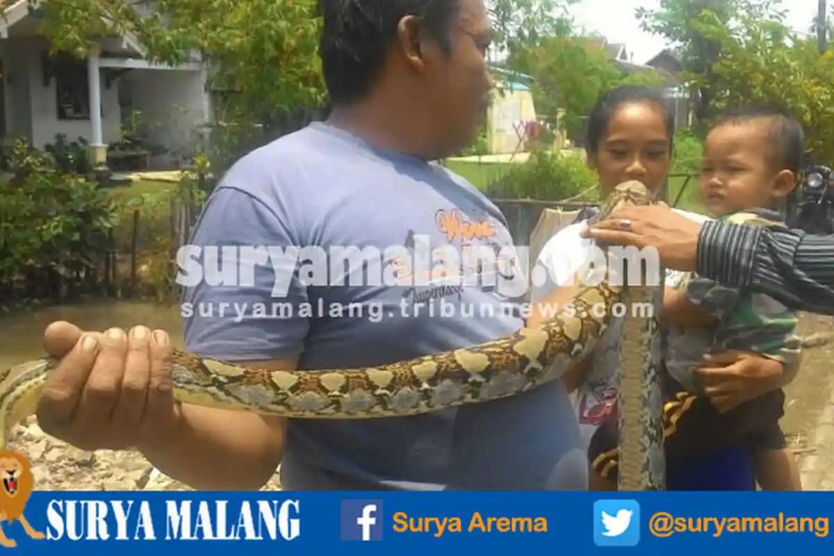 Bikin Gempar Dunia, Inilah 3 Kematian di Indonesia Akibat Dimangsa Ular, Nomer 2 Sungguh Tragis