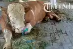 Uniknya Sapi Kurban Jokowi : Sebelum ke Al Wustho, Diarak di Jalanan Mangkunegaran, Undang Perhatian