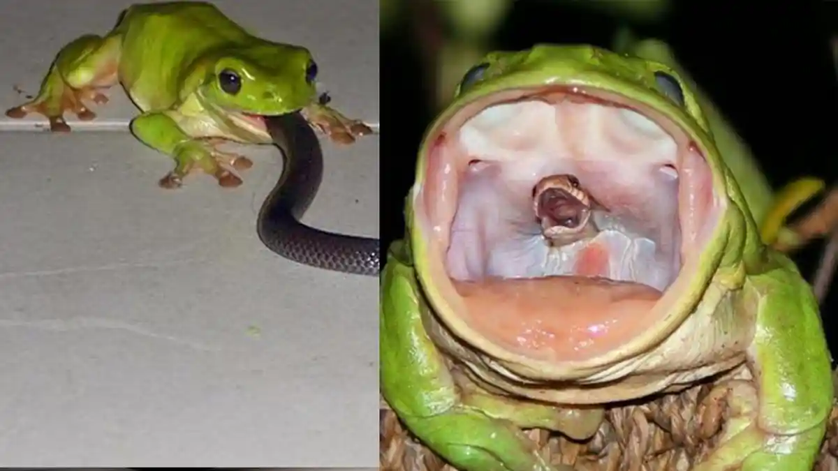 Alamak! Tak Seperti Pada Umumnya, Katak Ini malah Makan Ular, Kok Bisa?