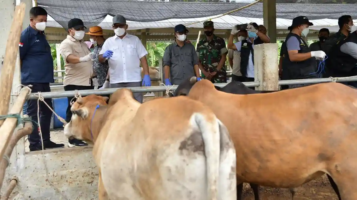Penurunan Kasus PMK di Aceh Relatif Cepat, Sapi yang Terinfeksi Tinggal 1.333 Ekor Lagi