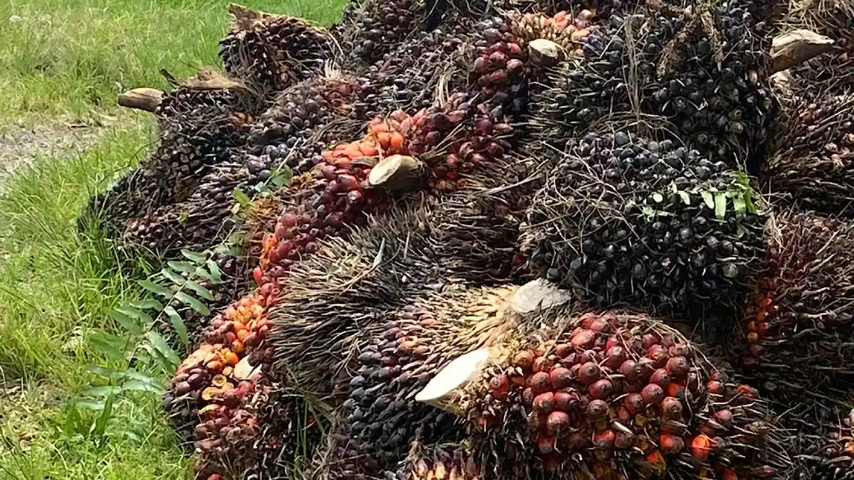 Harga TBS Sawit di Mukomuko Bengkulu Anjlok, Turun hingga Rp 40 tiap Kg, Tertinggi Rp 2.910 per Kg
