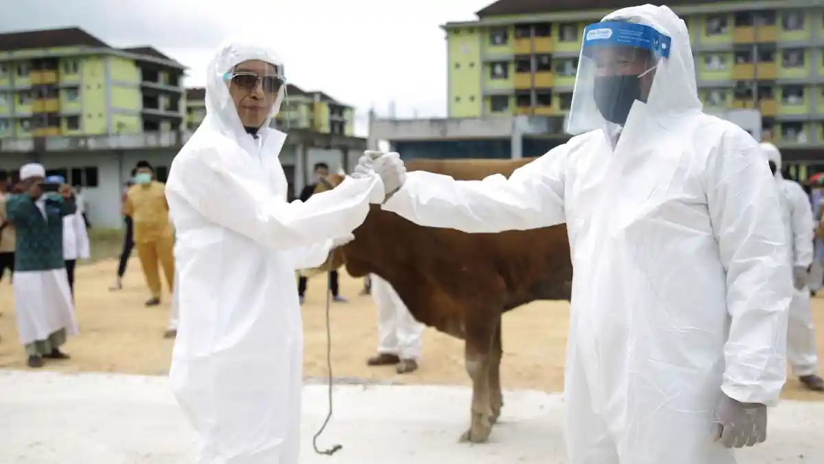 Wakil Walikota Batam, Amsakar Achmad Berkurban Satu Ekor Sapi di Masjid Sultan Mahmud Riayat Syah