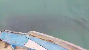 hiu-tutul-o.jpg