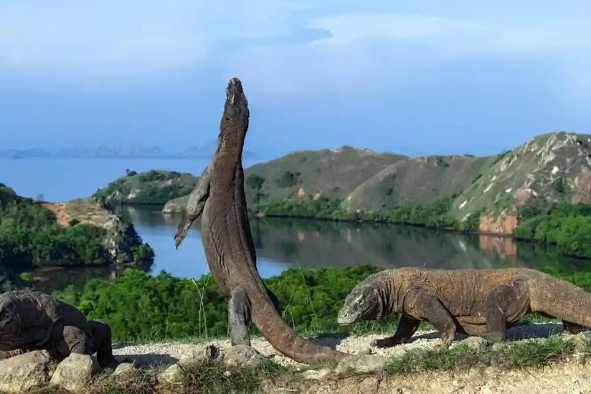 Rentetan Kasus Gigitan Komodo 36 Orang, 5 Orang Meninggal Dunia