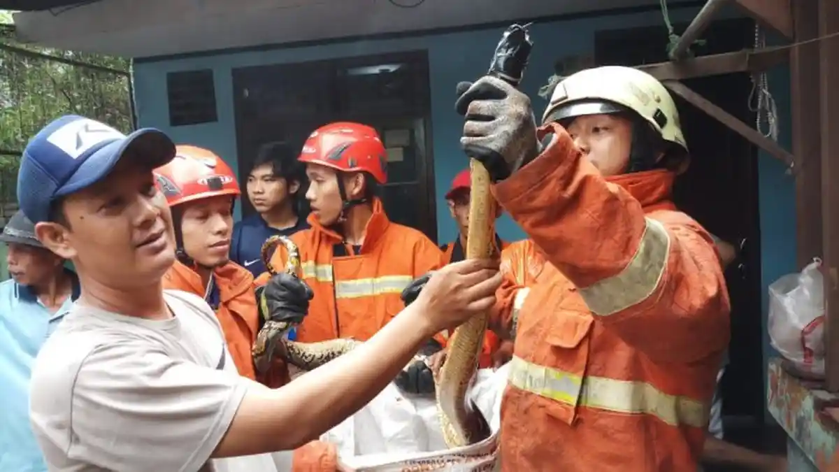 Ditinggal Mudik Sang Pemilik, Ular Sanca 3 Meter Lepas dan Gegerkan Warga Pasar Rebo