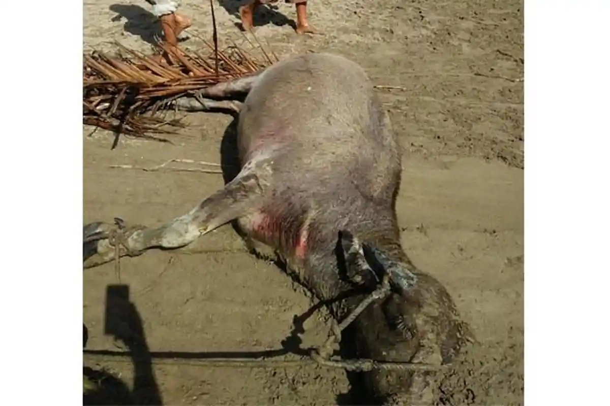 Tujuh Ekor Kerbau Milik Warga Singkil Utara Mati Mendadak