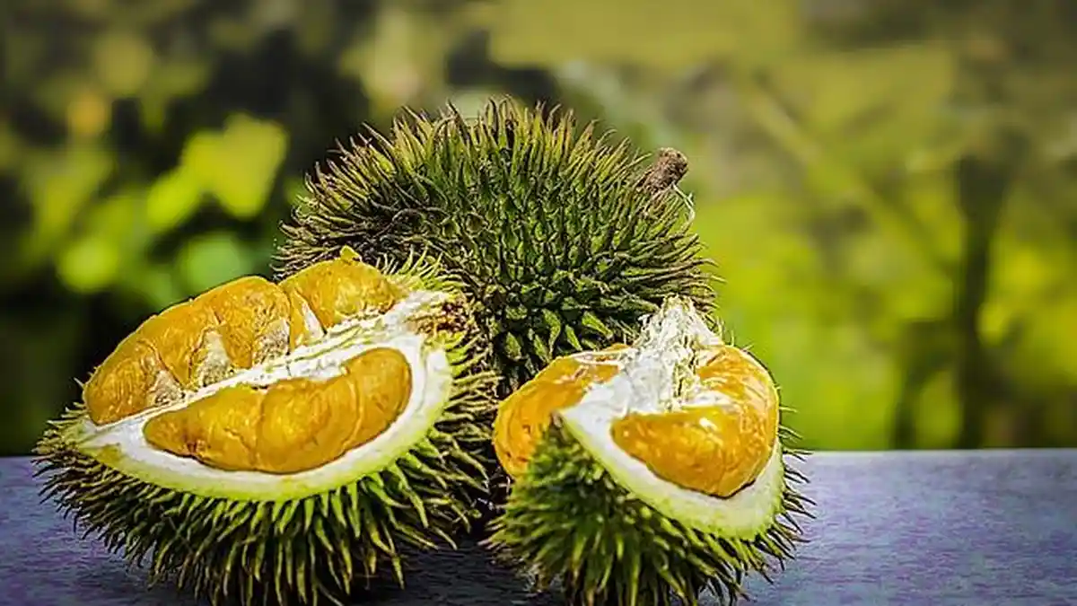 10 Manfaat Konsumsi Buah Durian Bagi Kesehatan, Ternyata Dapat Mengatasi Susah Tidur dan Hal Ini