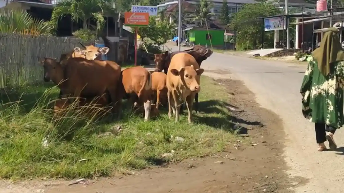 12 Ribu Vaksin Disebar ke 6 Kabupaten se-Sulbar Agar Hewan Ternak Bebas PMK