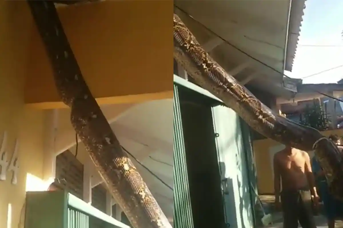 VIDEO: Warga Tangkap Ular Piton Raksasa di Jalan Bukit Barisan Pontianak, Sembunyi di Plafon Rumah