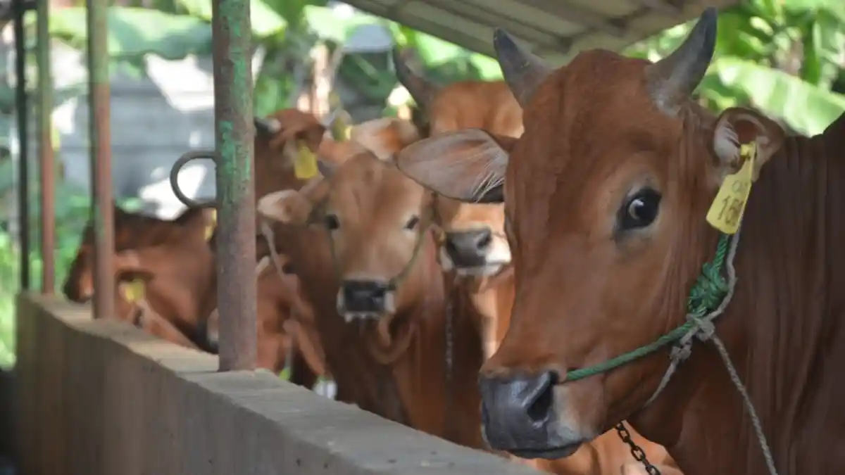 Pedagang Mie dan Bakso Keluhkan RPH di Jabodetabek Minim Sertifikat Halal