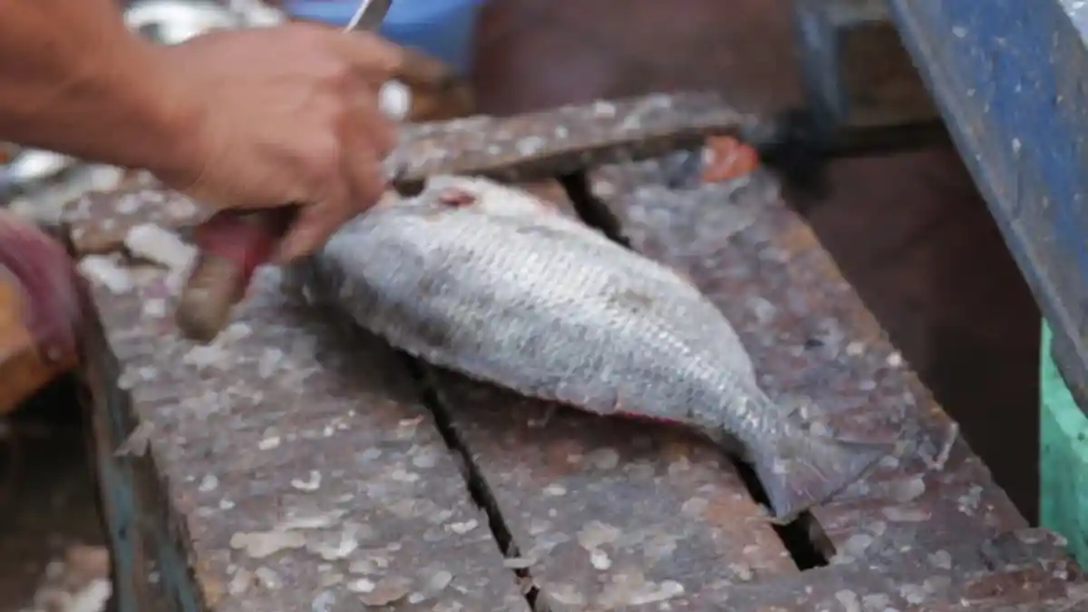 Mudah! Ini Rahasia Membersihkan Sisik Ikan Supaya Tak Berantakan