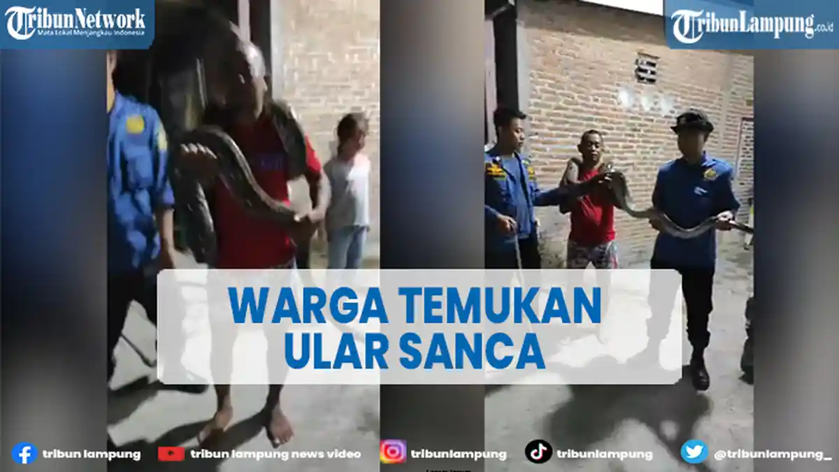 Warga di Bandar Lampung Temukan Ular Sanca Batik 3,5 Meter di Bawah Rumahnya